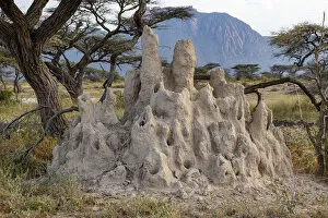 Termite hill and acacia tree, Shaba National Reserve, North Kenya