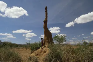 Homes Prints: Termite (Isoptera) colony with six-metre high cooling chimney, Bogoria, Kenya