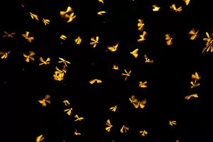 Termites (Isoptera) flying upwards towards a street lamp, India