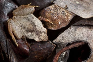 Terrestrial frog 1+Plethodontohyla sp+2 camouflaged amongst leaf litter on tropical