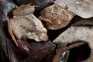 Hidden In Nature Prints: Terrestrial frog 1+Plethodontohyla sp+2 camouflaged amongst leaf litter on tropical
