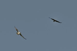 Territorial Osprey (Pandion haliaetus) chasing a migrant female Marsh Harrier (Circus