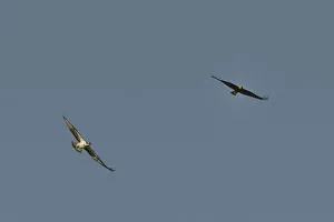 Territorial Osprey (Pandion haliaetus) chasing a migrant female Marsh Harrier (Circus