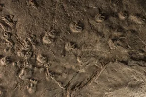 Tetrapod tracks preserved in rock at the Joggins Fossil Cliffs UNESCO World Heritage Site