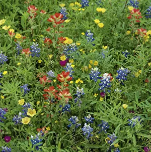 Orobanchaceae Prints: Texas bluebonnets (Lupinus texensis) and Indian paintbrush (Castilleja coccinea) amongst