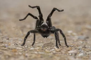 Animal Legs Gallery: Texas brown tarantula (Aphonopelma hentzi) in defensive posture