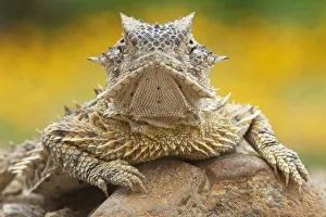Images Dated 9th April 2010: Texas horned lizard (Phrynosoma cornutum) portrait, Laredo Borderlands, Texas, USA