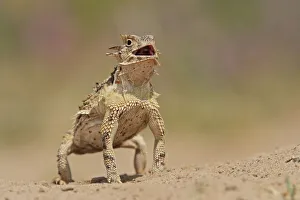Weird and Ugly Creatures Gallery: Texas Horned Lizard (Phrynosoma cornutum), adult standing up. Laredo, Webb County