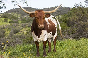 2018 March Highlights Collection: Texas Longhorn cow on high country pasture, Santa Ynez Mountains foothills, Goleta