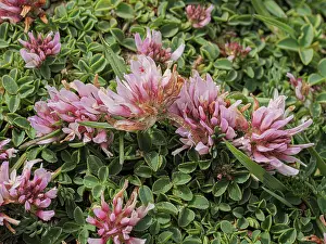 Trifolium Prints: Thali's clover (Trifolium thali) in flower, Monti della Laga, Abruzzo, Italy. June