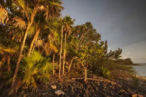 Arecales Prints: Thatch palm (Thrinax radiata), Guanahacabibes Peninsula National Park