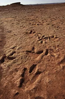 Theropod dinosaur tracks preserved in Lower Jurassic (200 million years old) rock