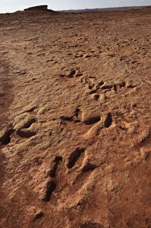 Tracks Prints: Theropod dinosaur tracks preserved in Lower Jurassic (200 million years old) rock