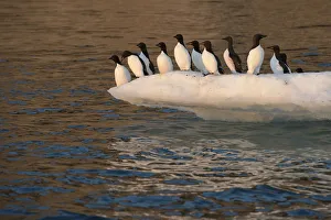 Zapovednik Prints: Thick-billed Murre (Uria lomvia) group on edge of ice floe