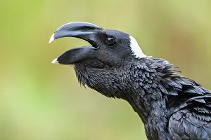 Calling Prints: Thick-billed raven (Corvus crassirostris) calling