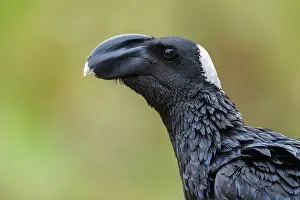 Corvidae Prints: Thick-billed raven (Corvus crassirostris) head portrait