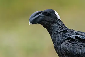 Corvidae Prints: Thick-billed raven (Corvus crassirostris) portrait