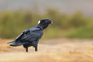 Corvidae Prints: Thick-billed raven (Corvus crassirostris) portrait