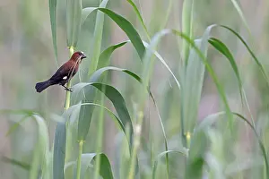 Ploceidae Prints: Thick-billed weaver (Amblyospiza albifrons) male