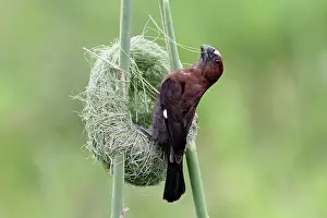 Busy Prints: Thick-billed weaver (Amblyospiza albifrons) male