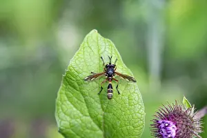 Muscomorpha Prints: Thick-headed fly (Physocephala rufipes) resting on a leaf in ancient woodland
