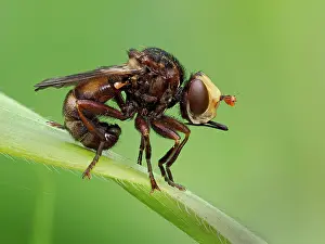 Muscomorpha Prints: Thick headed fly (Sicus ferrugineus) portrait