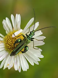 Tenebrionoidea Prints: Thick-legged flower beetle (Oedemera nobilis) male