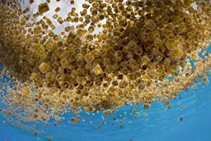 Thimble jellyfish (Linuche unguiculata) aggregation, My Paradise Reef, Cabilao Island