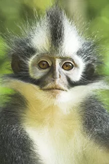Images Dated 7th September 2007: Thomass Leaf Monkey / Langur (Presbytis thomasi). Gunung Leseur National Park, Sumatra, Indonesia