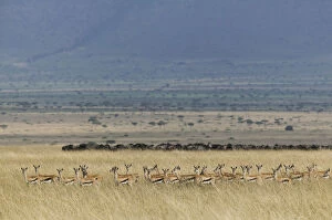 Life on Earth Gallery: Thomsons gazelle (Eudorcas thomsonii) herd with Wildebeest herd visible beyond