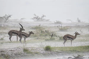 Thomsons gazelle (Eudorcas thomsonii) male and two females standing in rainstorm