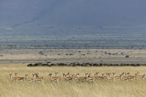 Thomsons gazelle (Eudorcas thomsonii) herd with Wildebeest herd visible beyond