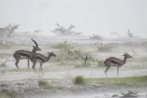 Catalogue9 Prints: Thomsons gazelle (Eudorcas thomsonii) male and two females standing in rainstorm