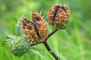 Spike Prints: Thorn apple (Datura stramonium) close-up of mature and immature seed capsules in autumn