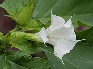 Umbria Prints: Thorn-apple (Datura stramonium) in flower