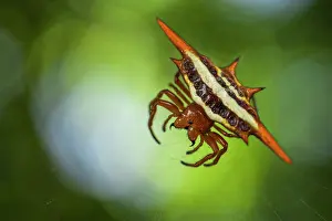 Araneidae Prints: Thorn spider (Gasteracantha versicolor formosa) hanging down from its web under a tree in the forest