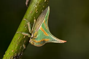 Images Dated 14th May 2014: Thornbug (Umbonia crassicornis) San Jose, Costa Rica