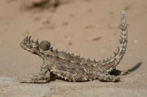 Thorny devil lizard {Moloch horridus} Gnaraloo, Western Australia