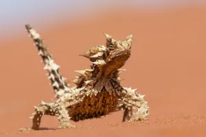 Agamidae Gallery: Thorny devil (Moloch horridus) walking over sand dune, Yulara, Northern Territory