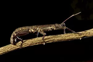 August 2021 Highlights Gallery: Thorny devil stick insect (Eurycantha calcarata), Willaumez Peninsula, New Britain