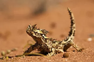 Thorny dragon (Moloch horridus) in desert habitat, Australia