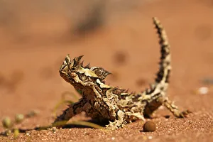 Agamidae Gallery: Thorny dragon (Moloch horridus) in desert habitat, Australia