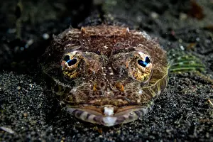Lembeh Strait Prints: Thorny flathead (Rogadius pristiger) head portrait
