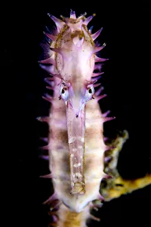 2019 October Highlights Collection: Thorny seahorse (Hippocampus histrix) gripping onto a sponge. Bitung, North Sulawesi, Indonesia