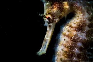 Syngnathidae Prints: Thorny or spiny seahorse (Hippocampus histrix) portrait made off Anilao, Philippines