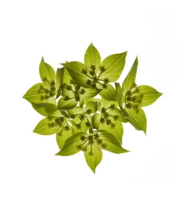 Apiales Gallery: Thorowax (Bupleurum rotundifolium) umbel with green bracts, backlit in studio