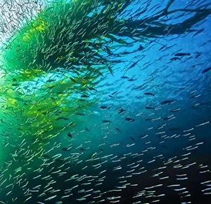 Thousands of Pacific Sandlance (Ammodytes hexapterus) swim overhead