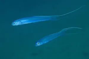 Thread-tail dartgoby (Ptereleotris hanae) Sharp Island or Kiu Tsui Chau, Kiu Tsui Country Park