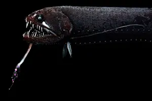 Stomiiformes Prints: Threadfin dragonfish (Echiostoma barbatum) portrait