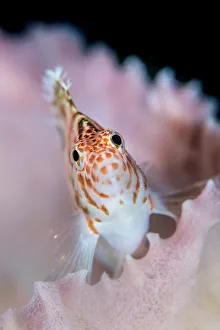 2019 March Highlights Collection: A threadfin hawkfish (Cirrhitichthys aprinus) on a barrel sponge. Bitung, North Sulawesi, Indonesia